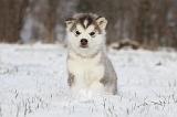 ALASKAN MALAMUTE 240